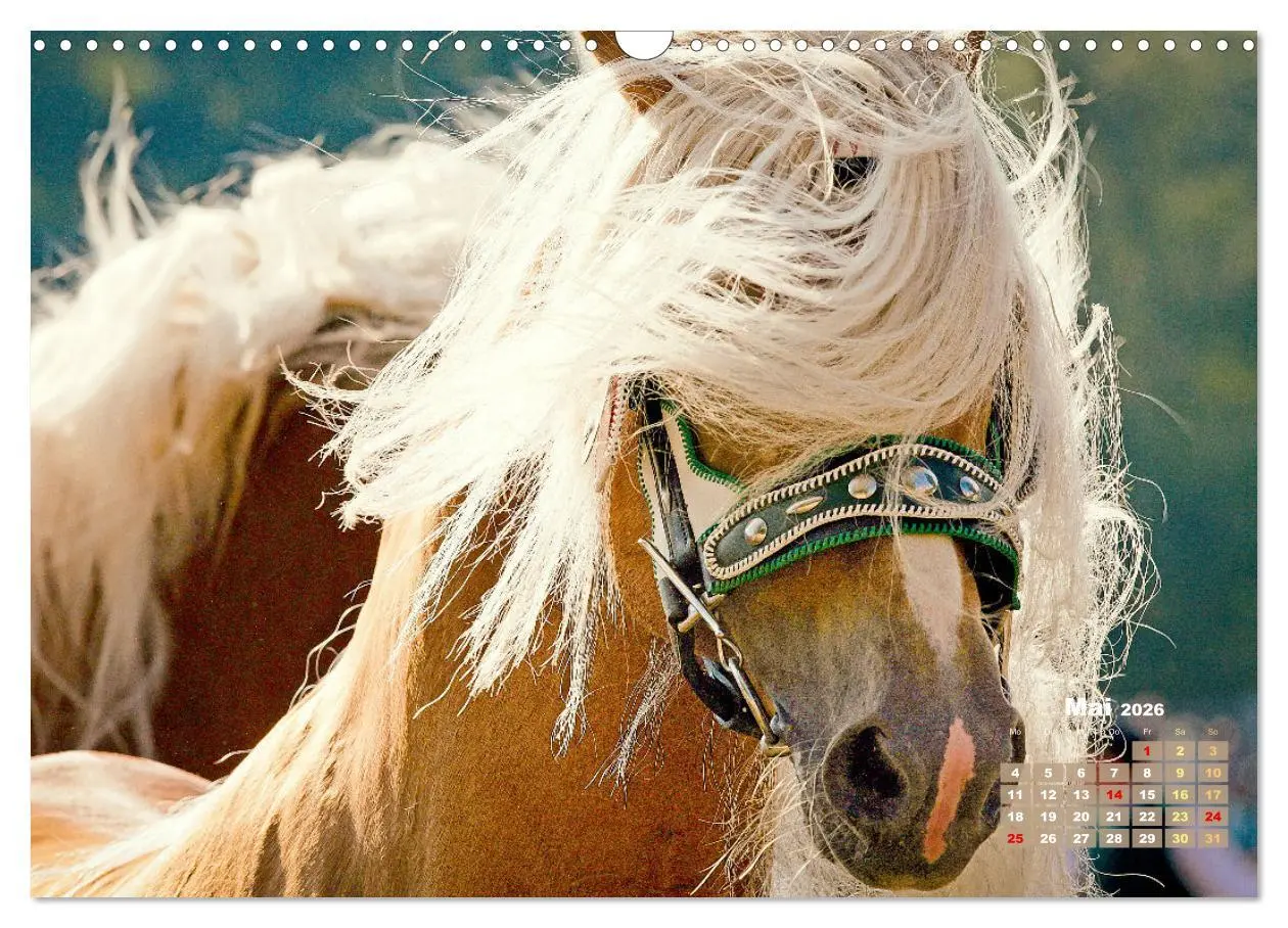 Bild: 9783457265895 | Haflinger: Die blonden Pferde von der Alm (Wandkalender 2026 DIN A3...