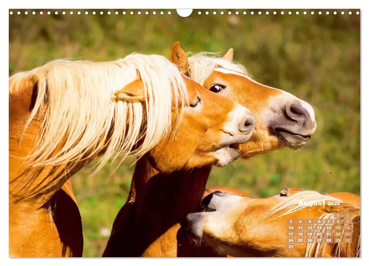 Bild: 9783457265895 | Haflinger: Die blonden Pferde von der Alm (Wandkalender 2026 DIN A3...