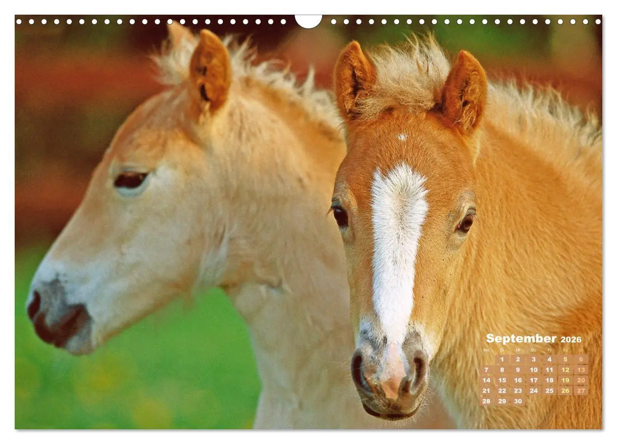 Bild: 9783457265895 | Haflinger: Die blonden Pferde von der Alm (Wandkalender 2026 DIN A3...