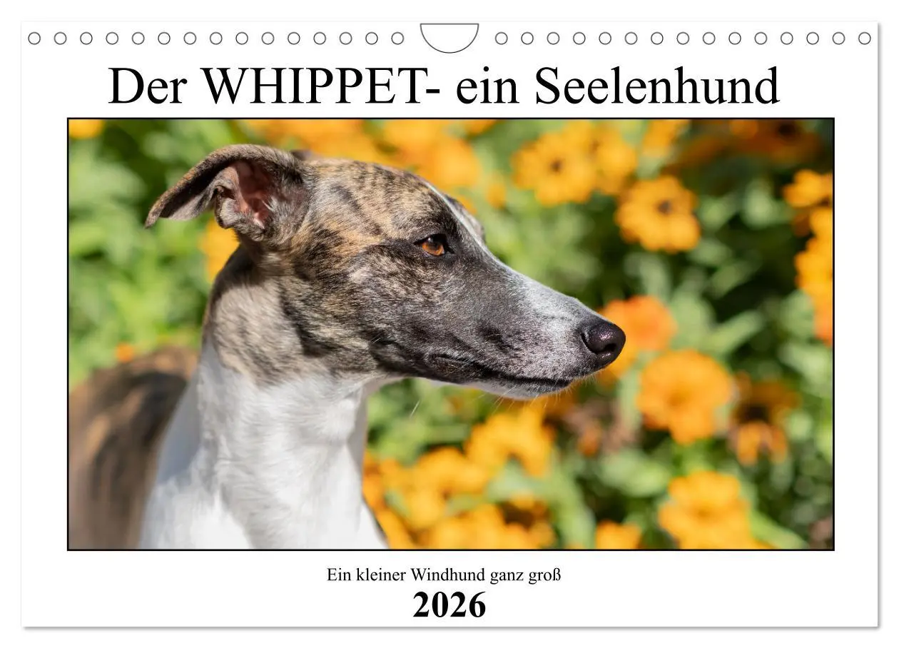 Cover: 9783457565995 | Der Whippet - ein Seelenhund (Wandkalender 2026 DIN A4 quer),...