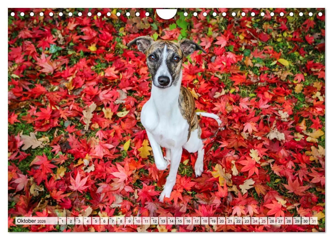 Bild: 9783457565995 | Der Whippet - ein Seelenhund (Wandkalender 2026 DIN A4 quer),...