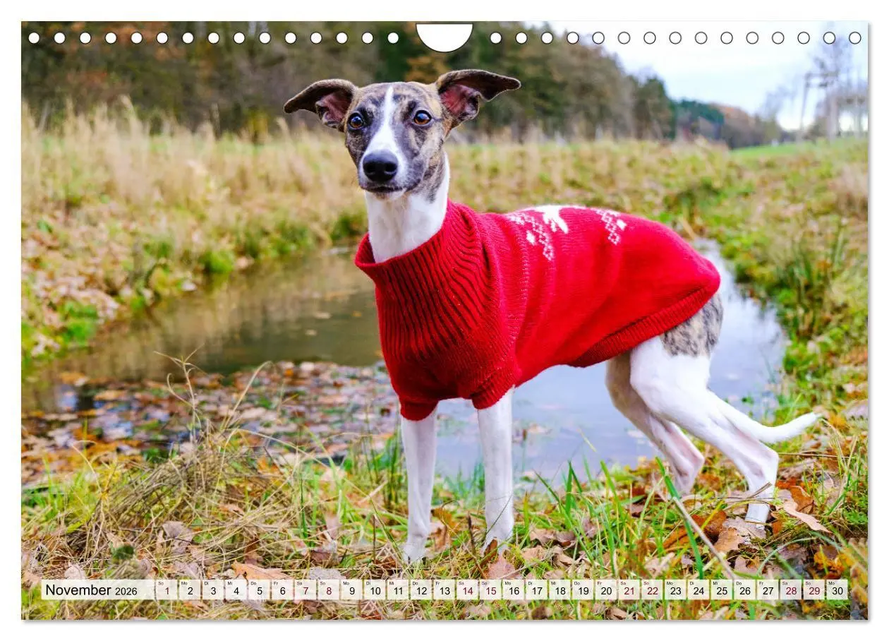 Bild: 9783457565995 | Der Whippet - ein Seelenhund (Wandkalender 2026 DIN A4 quer),...