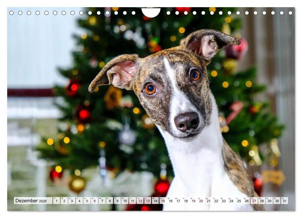 Bild: 9783457565995 | Der Whippet - ein Seelenhund (Wandkalender 2026 DIN A4 quer),...