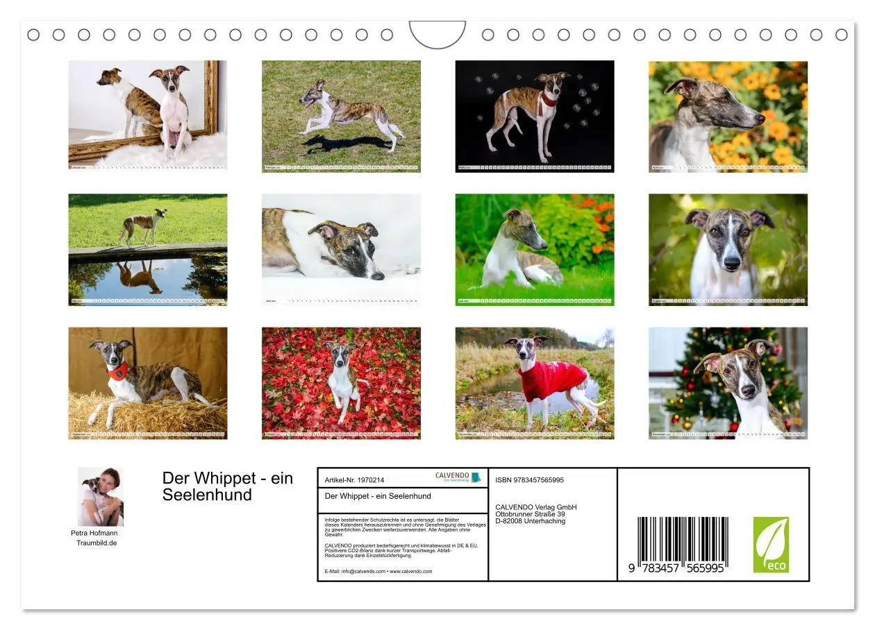 Bild: 9783457565995 | Der Whippet - ein Seelenhund (Wandkalender 2026 DIN A4 quer),...