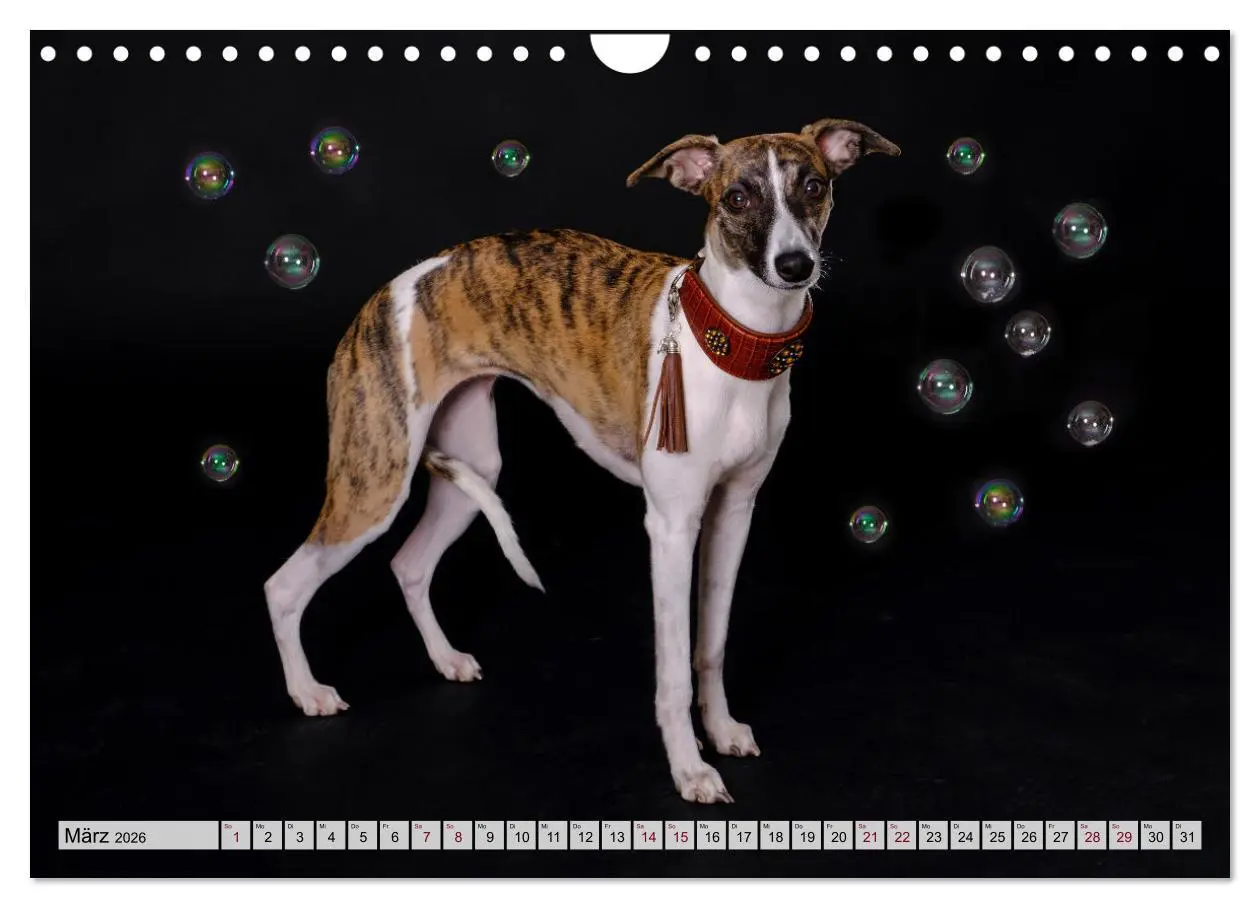 Bild: 9783457565995 | Der Whippet - ein Seelenhund (Wandkalender 2026 DIN A4 quer),...