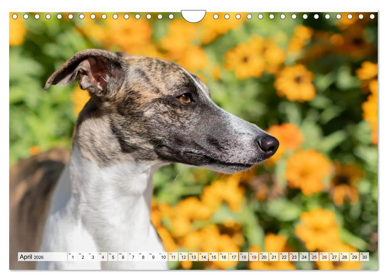 Bild: 9783457565995 | Der Whippet - ein Seelenhund (Wandkalender 2026 DIN A4 quer),...