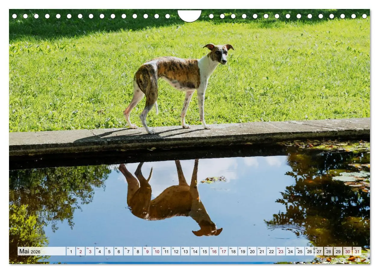 Bild: 9783457565995 | Der Whippet - ein Seelenhund (Wandkalender 2026 DIN A4 quer),...