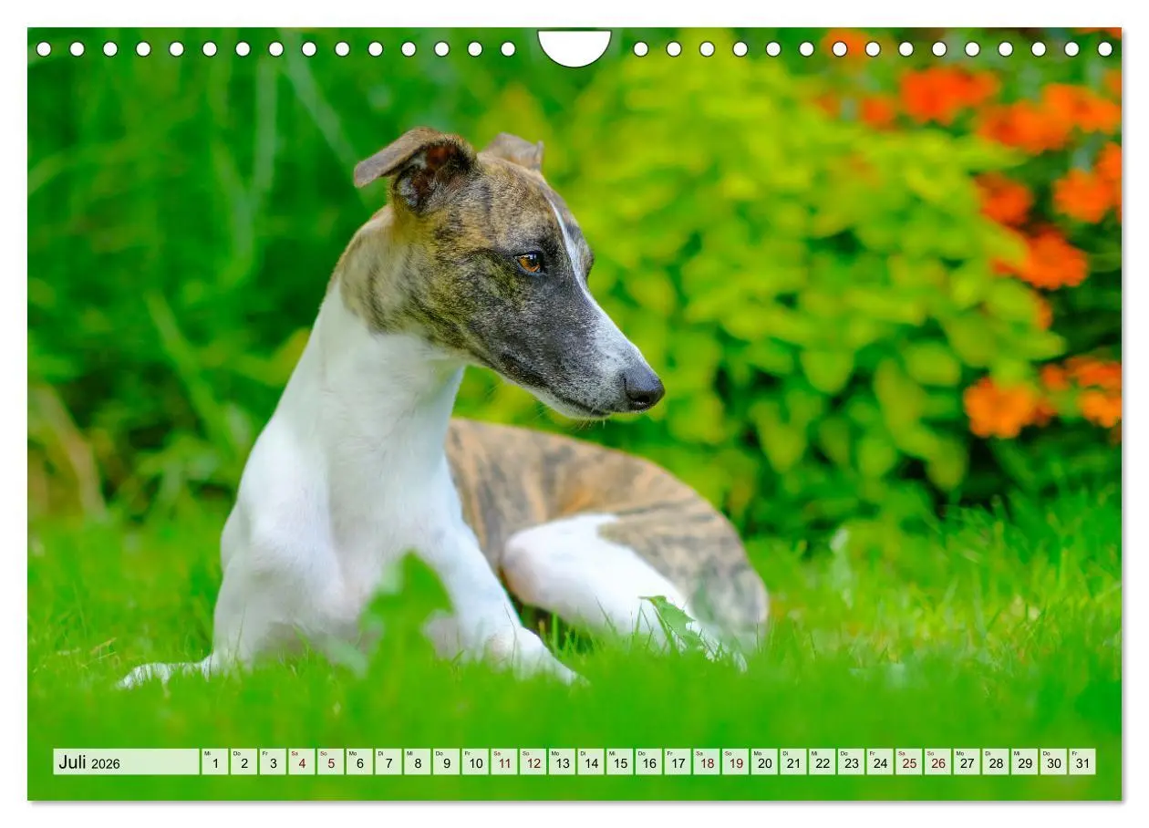 Bild: 9783457565995 | Der Whippet - ein Seelenhund (Wandkalender 2026 DIN A4 quer),...
