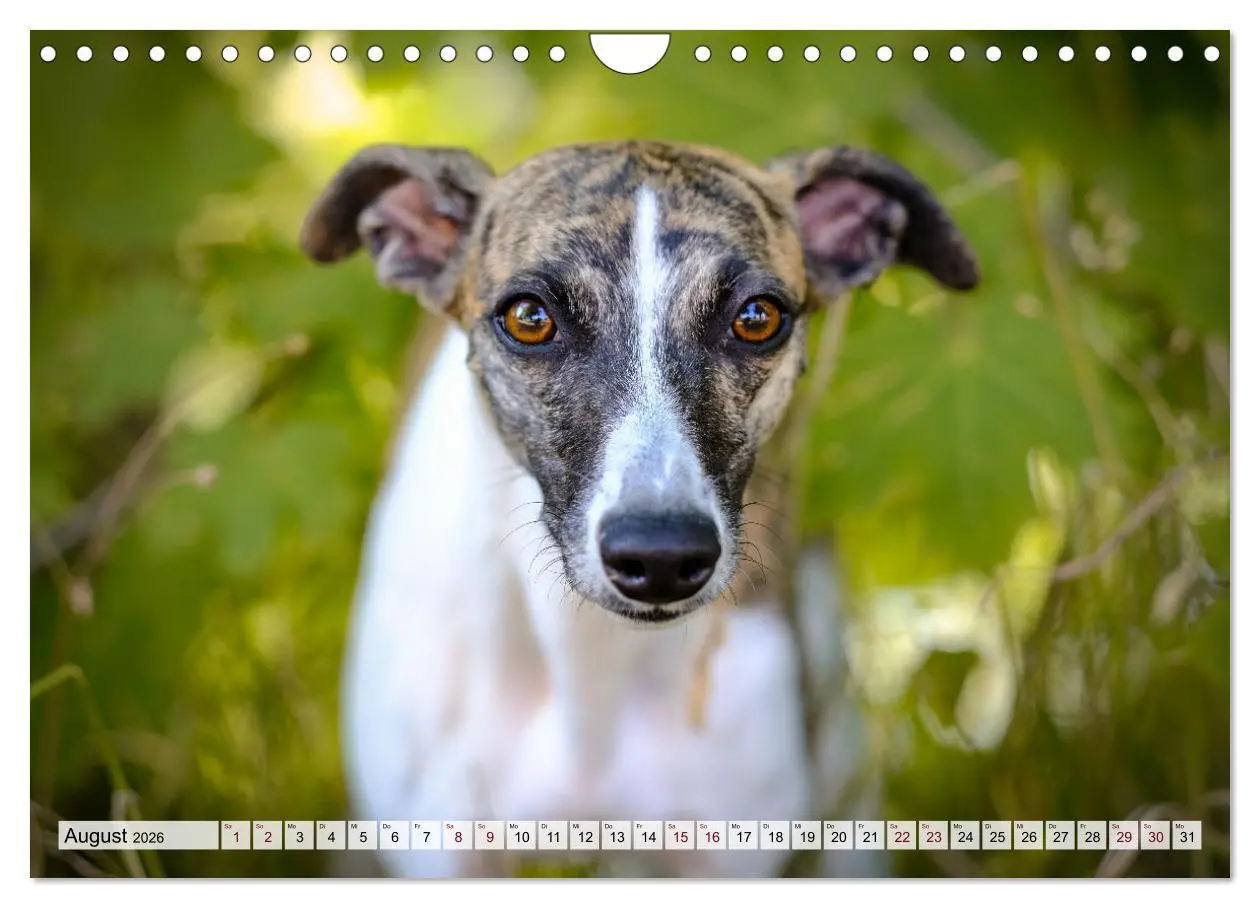 Bild: 9783457565995 | Der Whippet - ein Seelenhund (Wandkalender 2026 DIN A4 quer),...