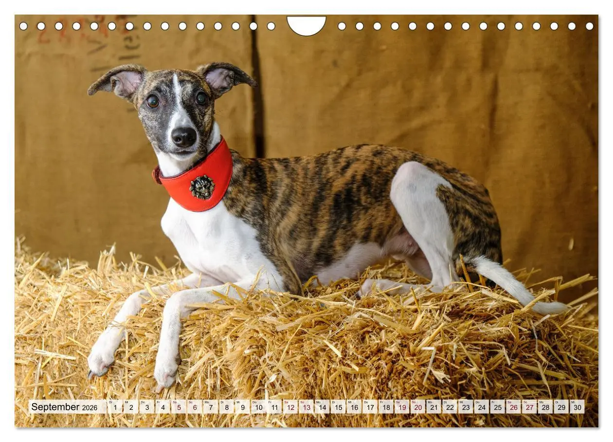 Bild: 9783457565995 | Der Whippet - ein Seelenhund (Wandkalender 2026 DIN A4 quer),...