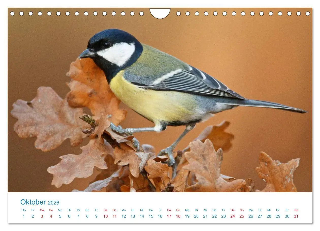 Bild: 9783457945995 | Singvögel - 12 Arten im Garten (Wandkalender 2026 DIN A4 quer),...