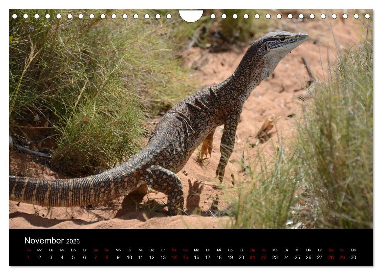Bild: 9783457906095 | Australian Wildlife (Wandkalender 2026 DIN A4 quer), CALVENDO...