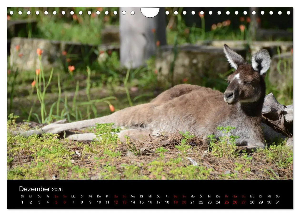 Bild: 9783457906095 | Australian Wildlife (Wandkalender 2026 DIN A4 quer), CALVENDO...