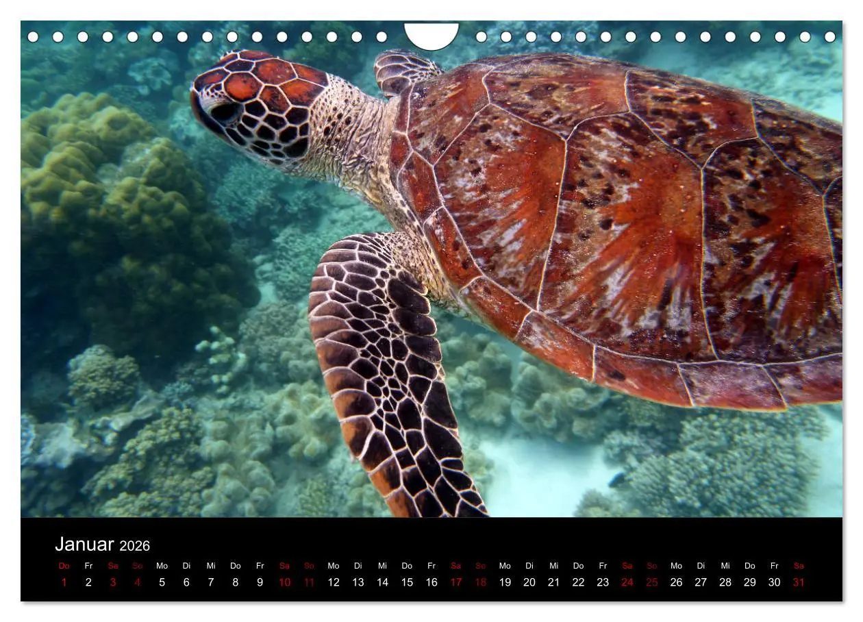 Bild: 9783457906095 | Australian Wildlife (Wandkalender 2026 DIN A4 quer), CALVENDO...