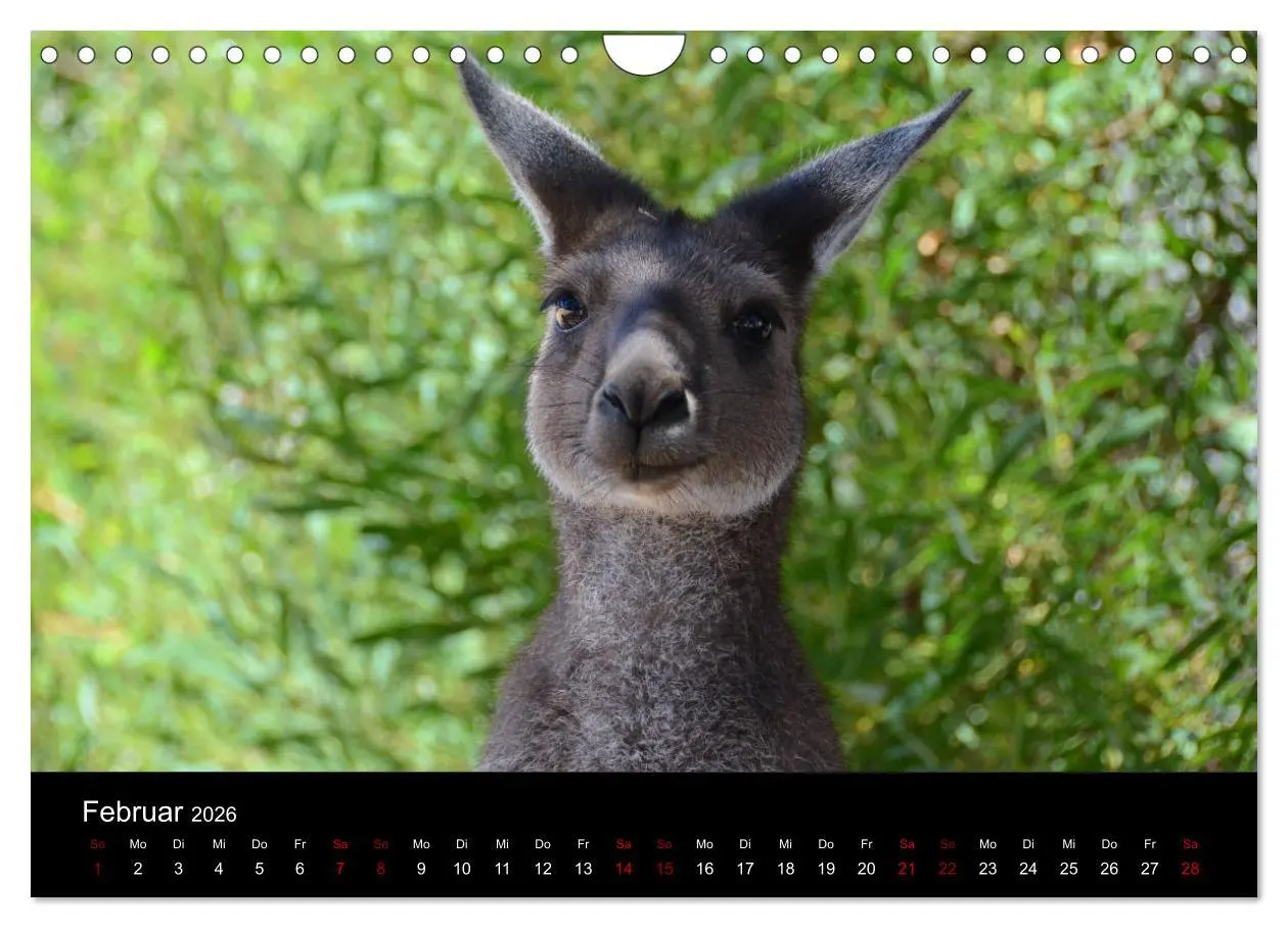 Bild: 9783457906095 | Australian Wildlife (Wandkalender 2026 DIN A4 quer), CALVENDO...