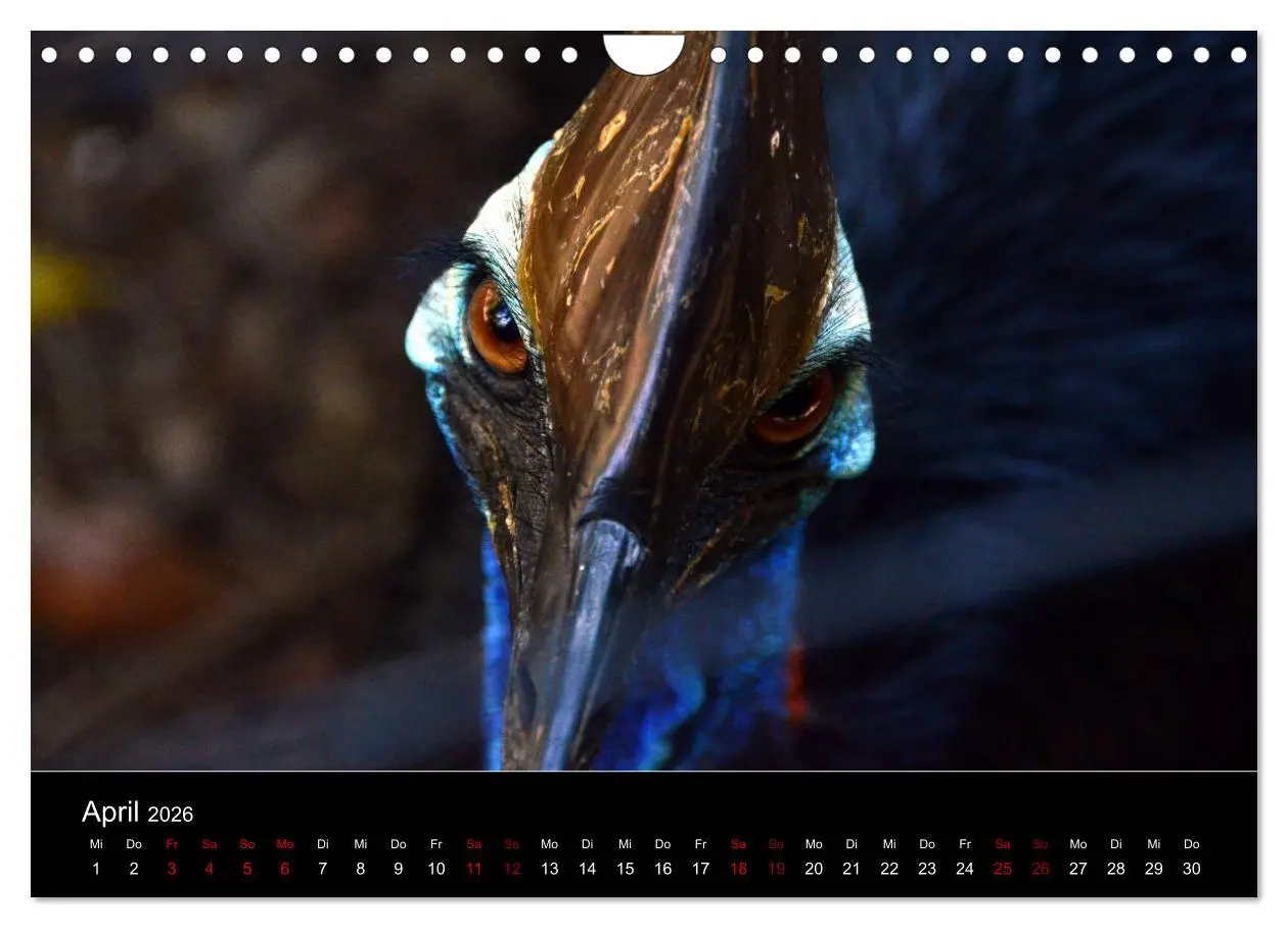 Bild: 9783457906095 | Australian Wildlife (Wandkalender 2026 DIN A4 quer), CALVENDO...