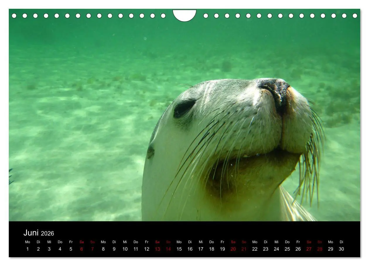 Bild: 9783457906095 | Australian Wildlife (Wandkalender 2026 DIN A4 quer), CALVENDO...