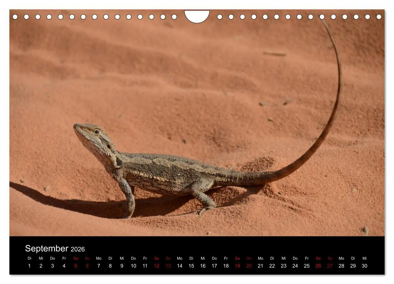 Bild: 9783457906095 | Australian Wildlife (Wandkalender 2026 DIN A4 quer), CALVENDO...