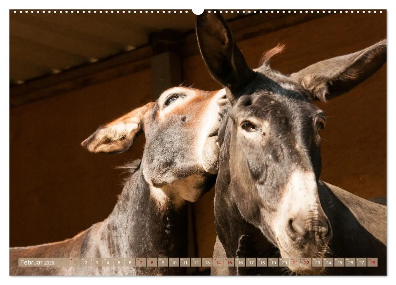 Bild: 9783457446195 | Esel Lebensfreude - Spaß mit Langohren (hochwertiger Premium...