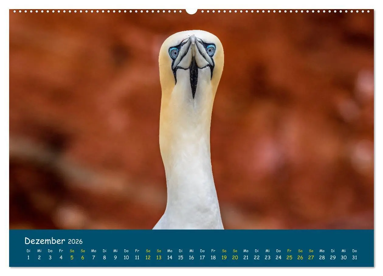 Bild: 9783457996195 | Helgoländer Basstölpel 2026 (hochwertiger Premium Wandkalender 2026...