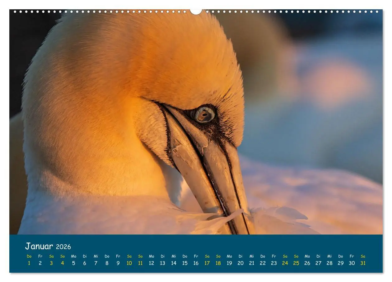 Bild: 9783457996195 | Helgoländer Basstölpel 2026 (hochwertiger Premium Wandkalender 2026...