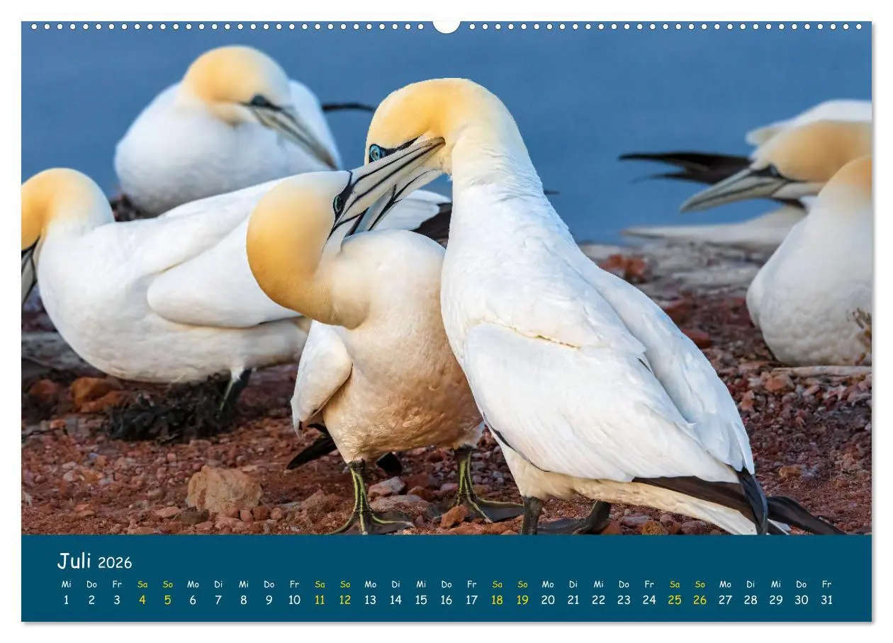 Bild: 9783457996195 | Helgoländer Basstölpel 2026 (hochwertiger Premium Wandkalender 2026...