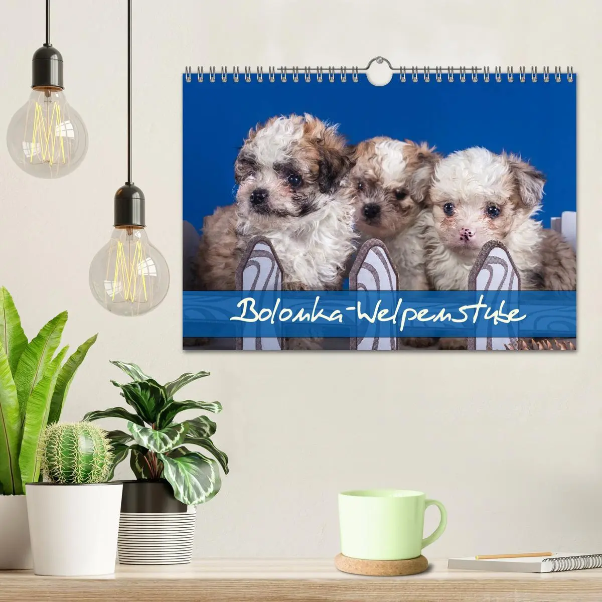 Bild: 9783516156195 | Bolonka Welpenstube (Wandkalender 2026 DIN A4 quer), CALVENDO...