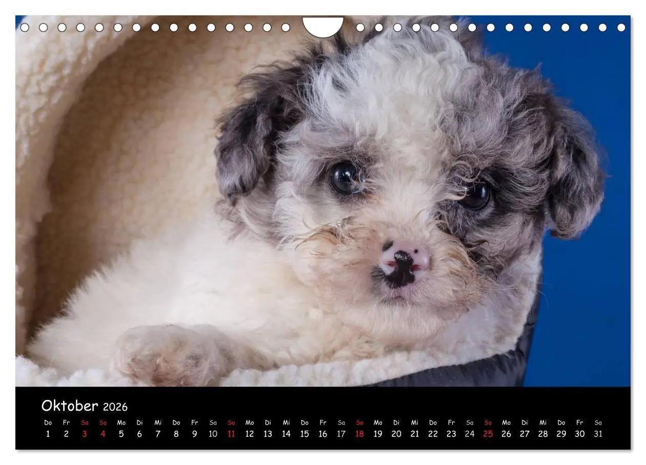 Bild: 9783516156195 | Bolonka Welpenstube (Wandkalender 2026 DIN A4 quer), CALVENDO...