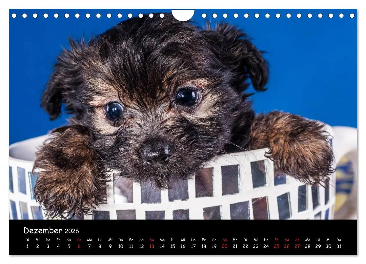 Bild: 9783516156195 | Bolonka Welpenstube (Wandkalender 2026 DIN A4 quer), CALVENDO...