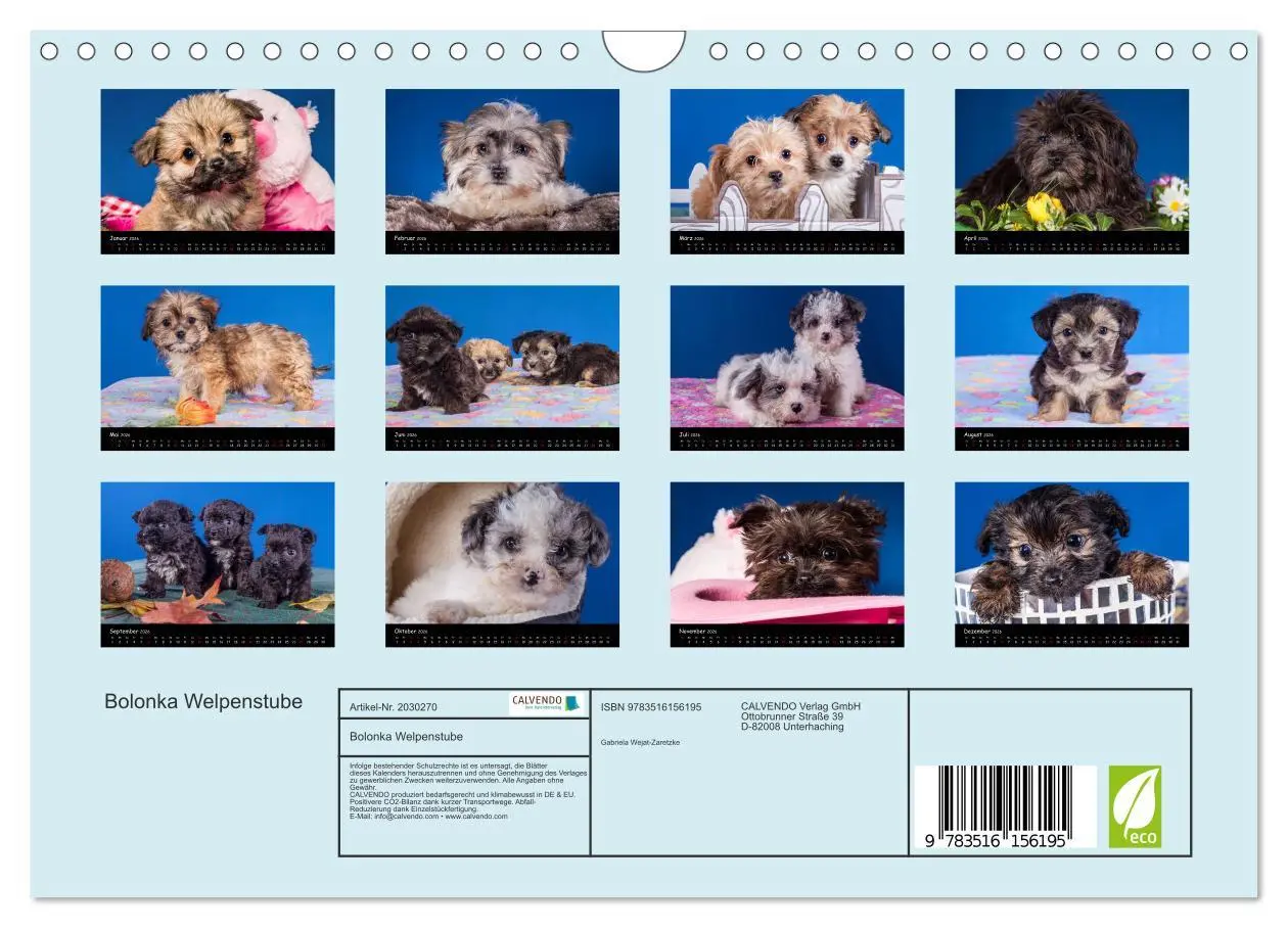 Bild: 9783516156195 | Bolonka Welpenstube (Wandkalender 2026 DIN A4 quer), CALVENDO...