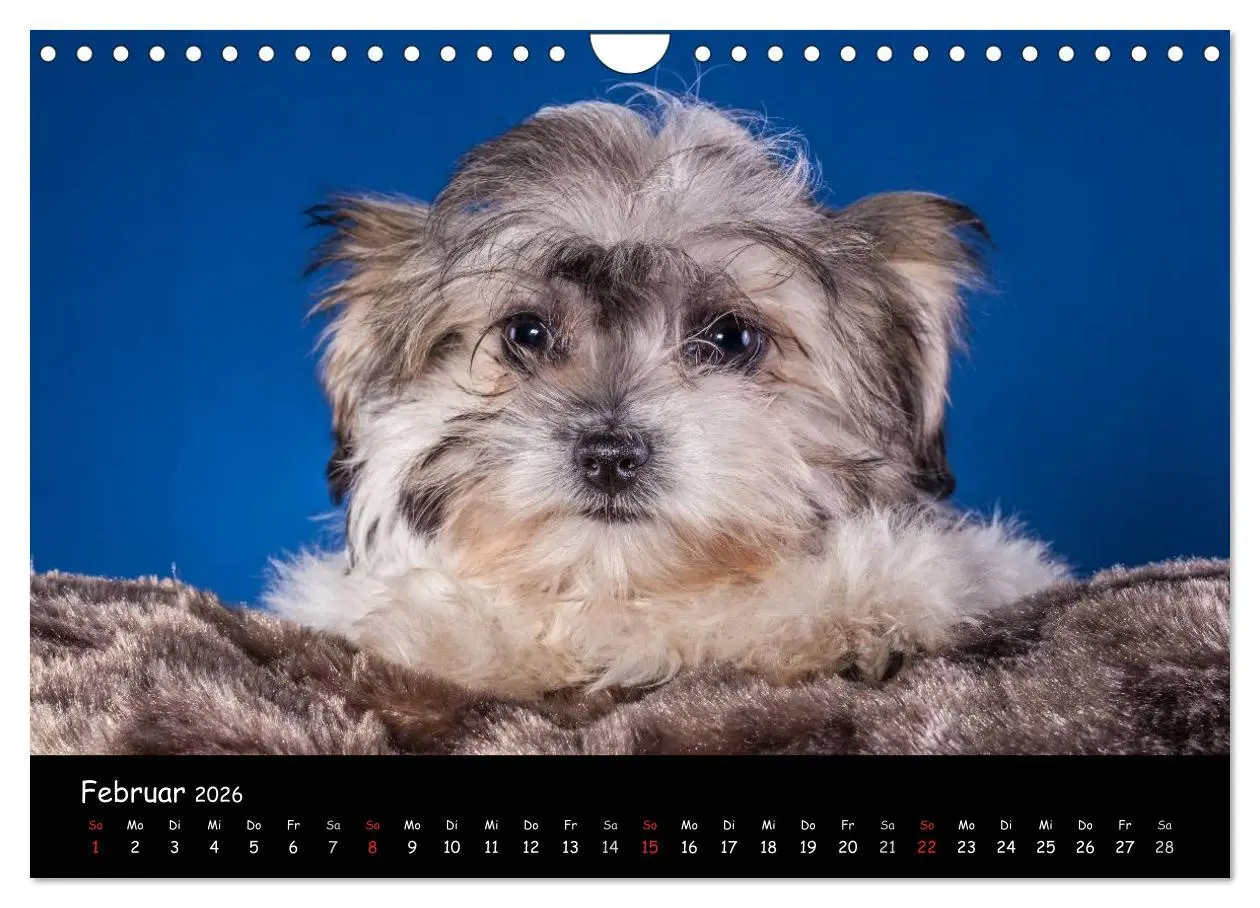 Bild: 9783516156195 | Bolonka Welpenstube (Wandkalender 2026 DIN A4 quer), CALVENDO...