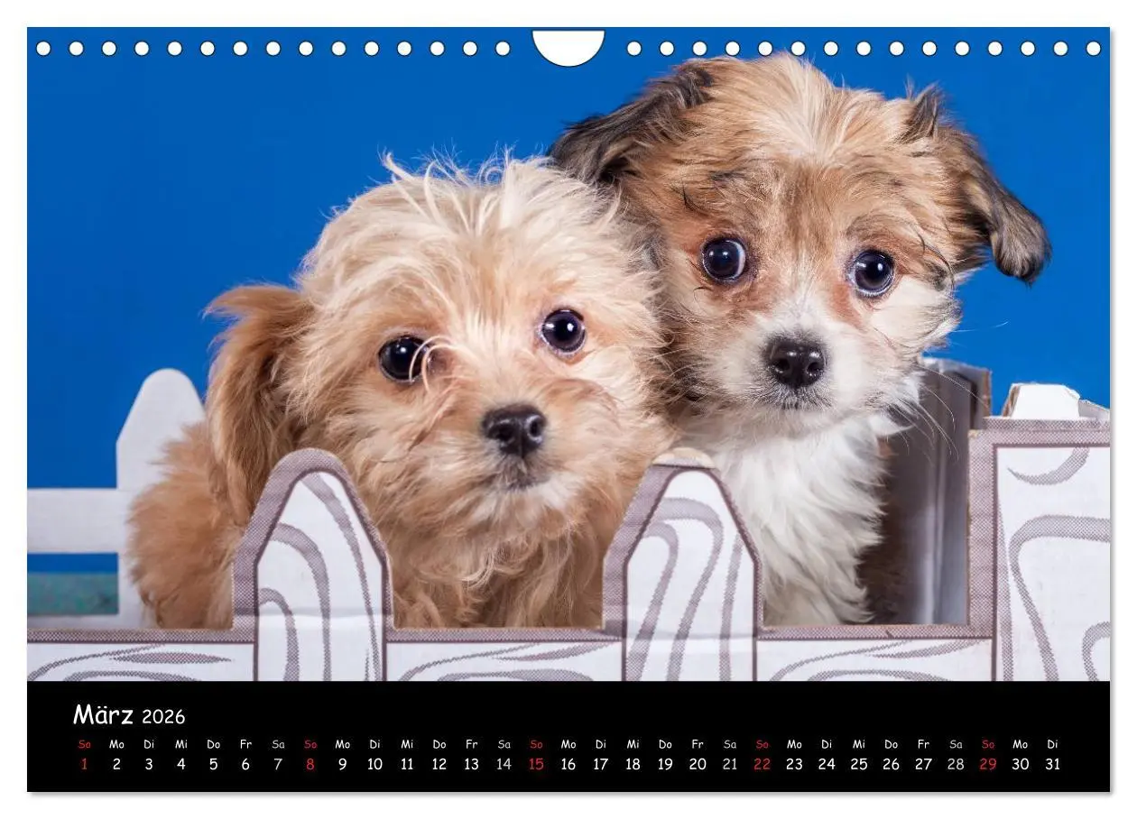 Bild: 9783516156195 | Bolonka Welpenstube (Wandkalender 2026 DIN A4 quer), CALVENDO...