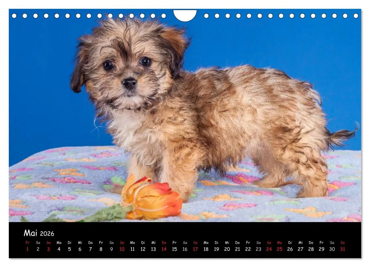 Bild: 9783516156195 | Bolonka Welpenstube (Wandkalender 2026 DIN A4 quer), CALVENDO...