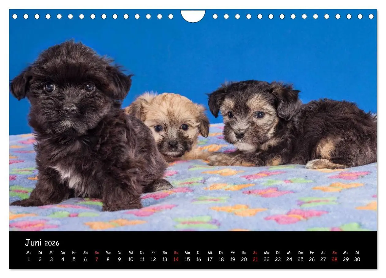 Bild: 9783516156195 | Bolonka Welpenstube (Wandkalender 2026 DIN A4 quer), CALVENDO...