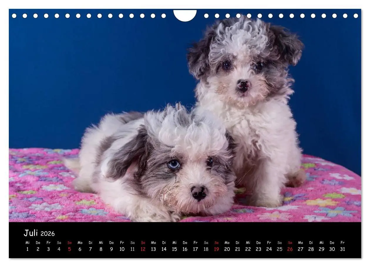 Bild: 9783516156195 | Bolonka Welpenstube (Wandkalender 2026 DIN A4 quer), CALVENDO...
