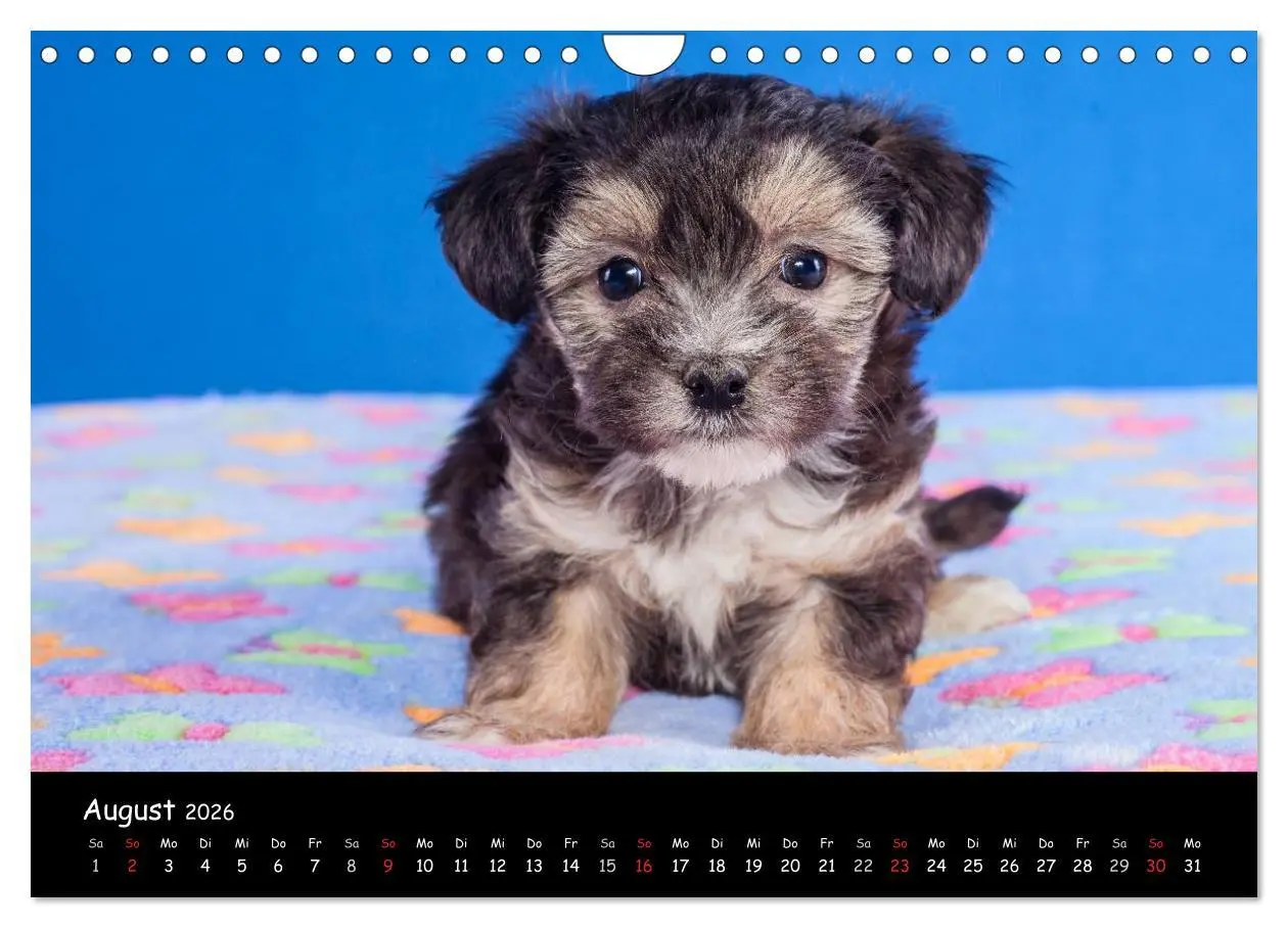 Bild: 9783516156195 | Bolonka Welpenstube (Wandkalender 2026 DIN A4 quer), CALVENDO...