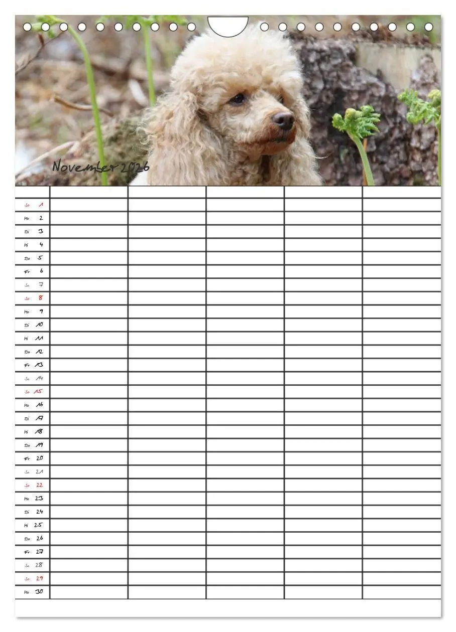 Bild: 9783516456295 | Der Pudel-Familienplaner (Wandkalender 2026 DIN A4 hoch), CALVENDO...
