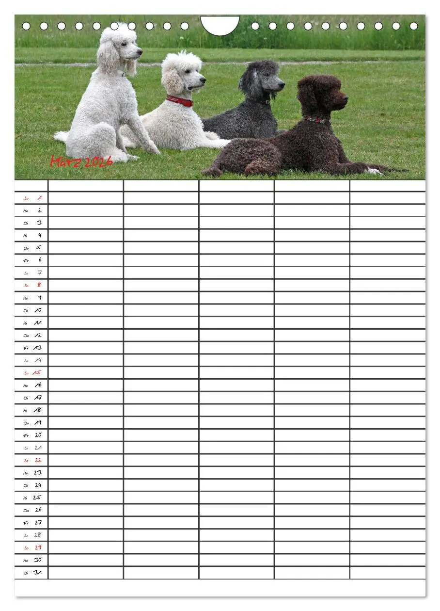 Bild: 9783516456295 | Der Pudel-Familienplaner (Wandkalender 2026 DIN A4 hoch), CALVENDO...