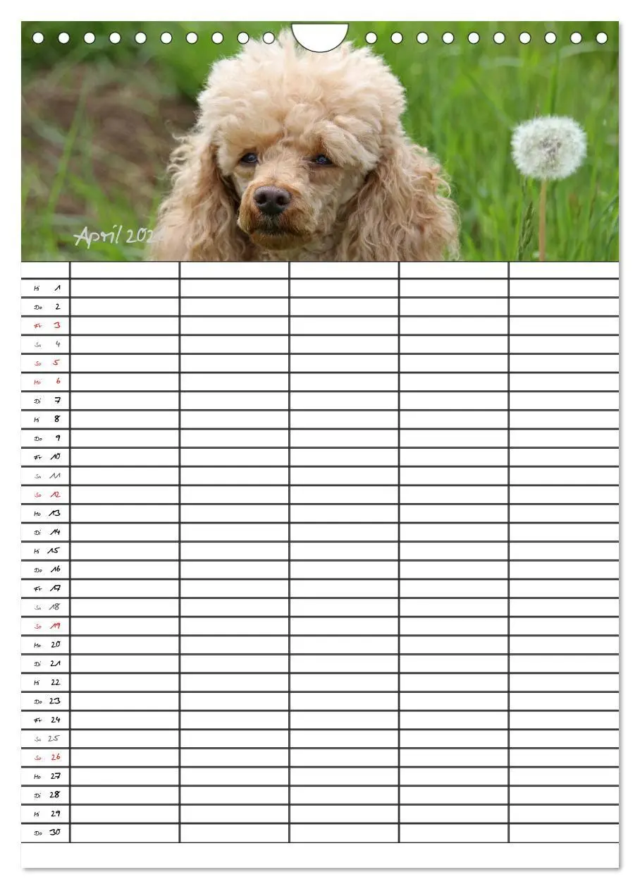Bild: 9783516456295 | Der Pudel-Familienplaner (Wandkalender 2026 DIN A4 hoch), CALVENDO...