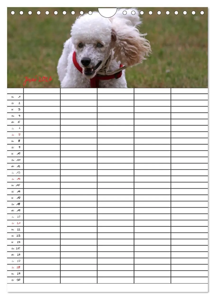 Bild: 9783516456295 | Der Pudel-Familienplaner (Wandkalender 2026 DIN A4 hoch), CALVENDO...