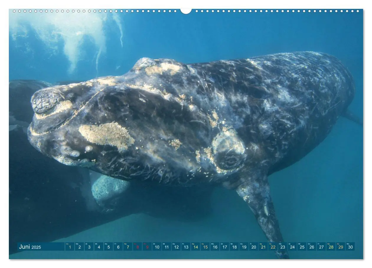 Bild: 9783383866395 | Wale: Giganten der Meere (hochwertiger Premium Wandkalender 2025...