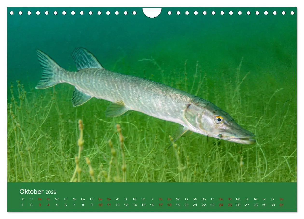 Bild: 9783457896495 | Faszination Süsswasser (Wandkalender 2026 DIN A4 quer), CALVENDO...
