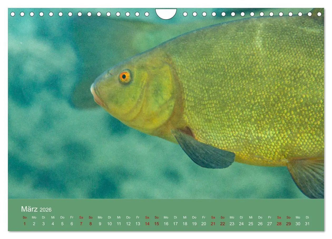 Bild: 9783457896495 | Faszination Süsswasser (Wandkalender 2026 DIN A4 quer), CALVENDO...
