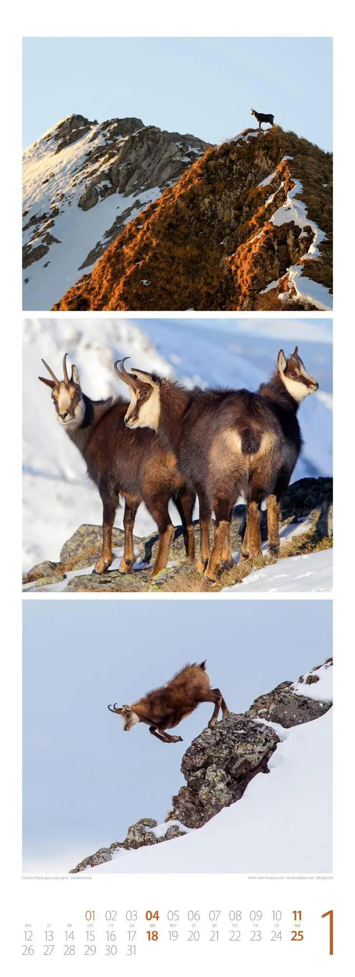 Bild: 9783838426495 | Tierwelten Triplet-Kalender 2026 Artenvielfalt &amp; Lebensräume | GmbH