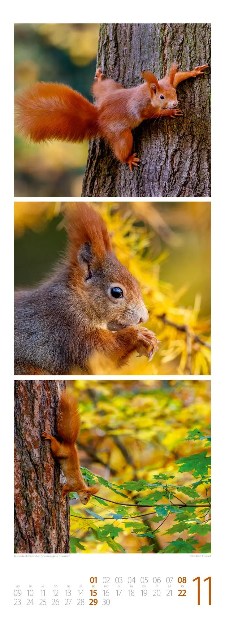 Bild: 9783838426495 | Tierwelten Triplet-Kalender 2026 Artenvielfalt &amp; Lebensräume | GmbH