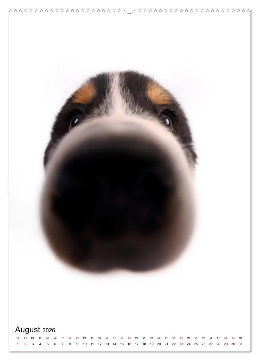 Bild: 9783516416695 | Der Fisheye Tiere Kalender (Wandkalender 2026 DIN A2 hoch),...