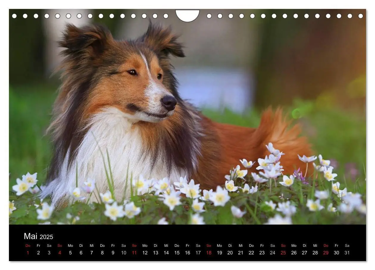 Bild: 9783435606795 | Wir lieben Shelties (Wandkalender 2025 DIN A4 quer), CALVENDO...