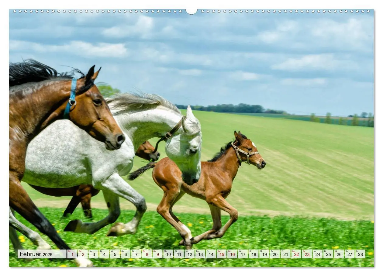 Bild: 9783435136995 | Edle Pferde - ausgelassen und unbeschwert (hochwertiger Premium...