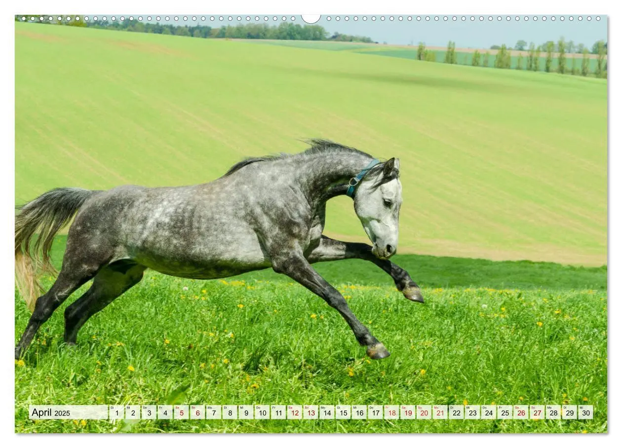 Bild: 9783435136995 | Edle Pferde - ausgelassen und unbeschwert (hochwertiger Premium...