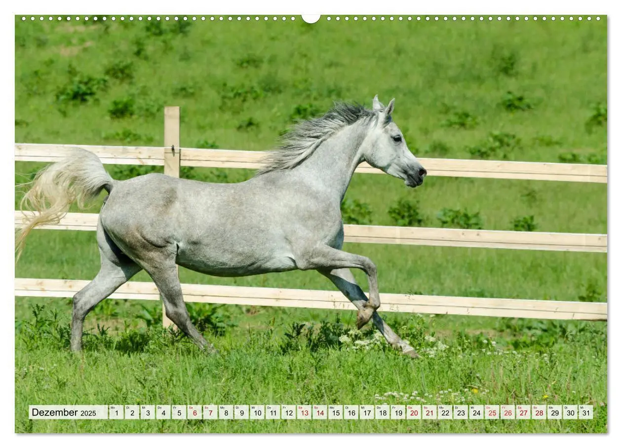 Bild: 9783435136995 | Edle Pferde - ausgelassen und unbeschwert (hochwertiger Premium...